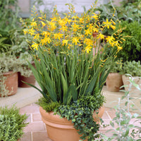 Bollen Crocosmia Montbretia George Davidson (x10) - Crocosmia crocosmiiflora George Davison - Bakker