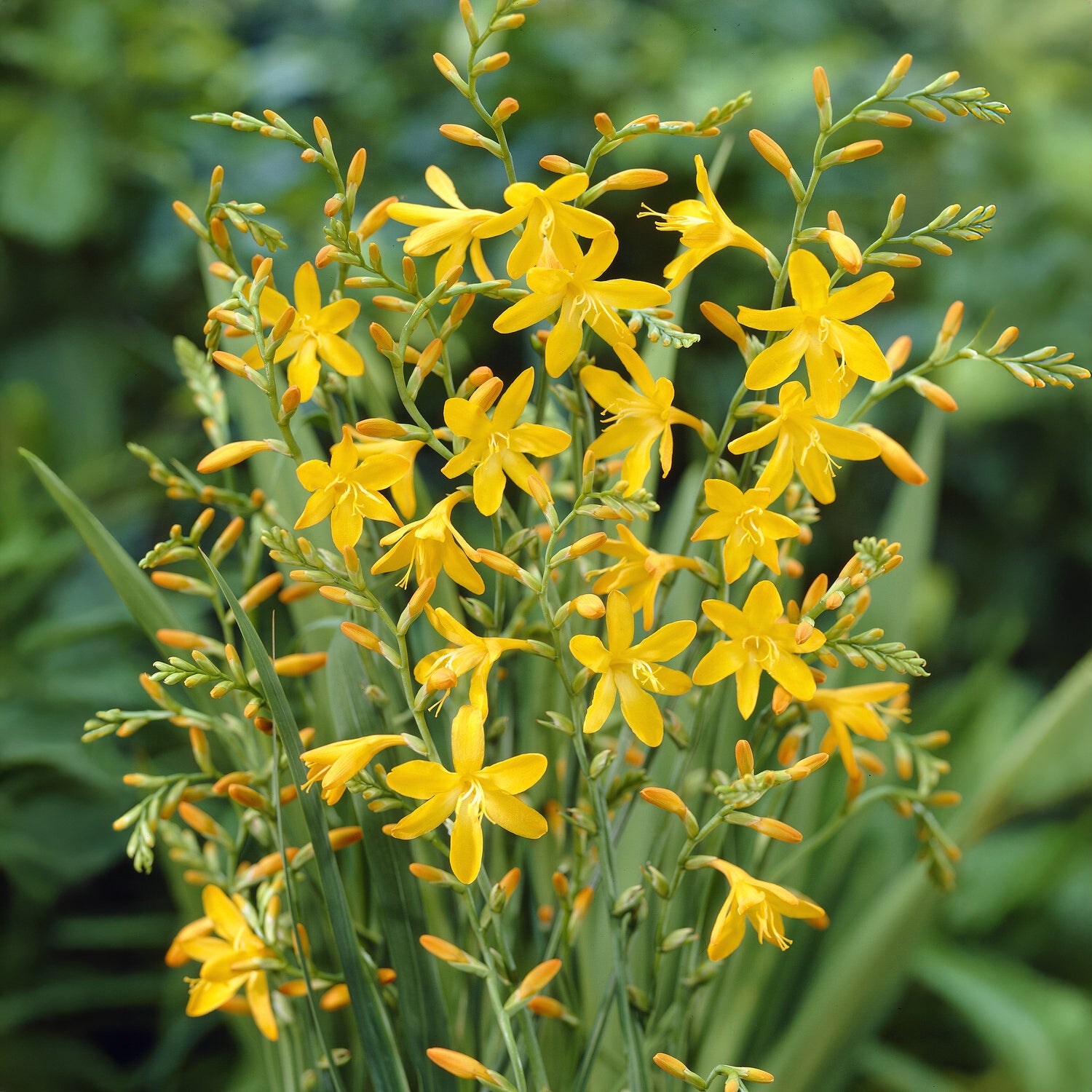 Bollen Crocosmia Montbretia George Davidson (x10) - Bakker