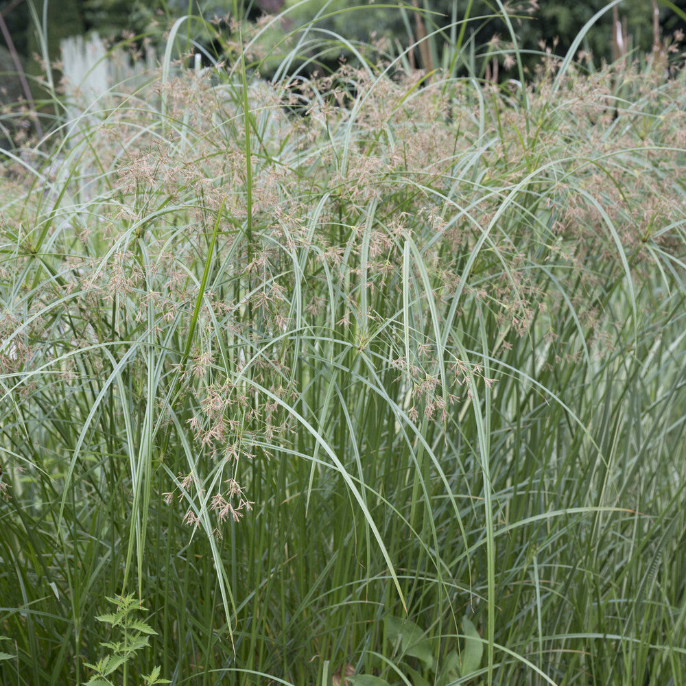 Oeverplanten - Parapluplant - Cyperus alternifolius