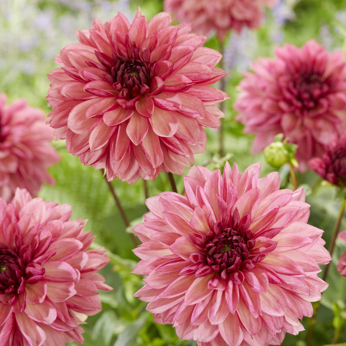 Dahlia  - Decoratieve dahlia ’Baccardi' (x3) - Dahlia Bacardi