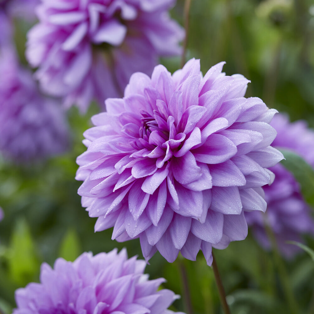 Decoratieve dahlia 'Blue Boy' (x3) - Dahlia Blue Boy - Bakker