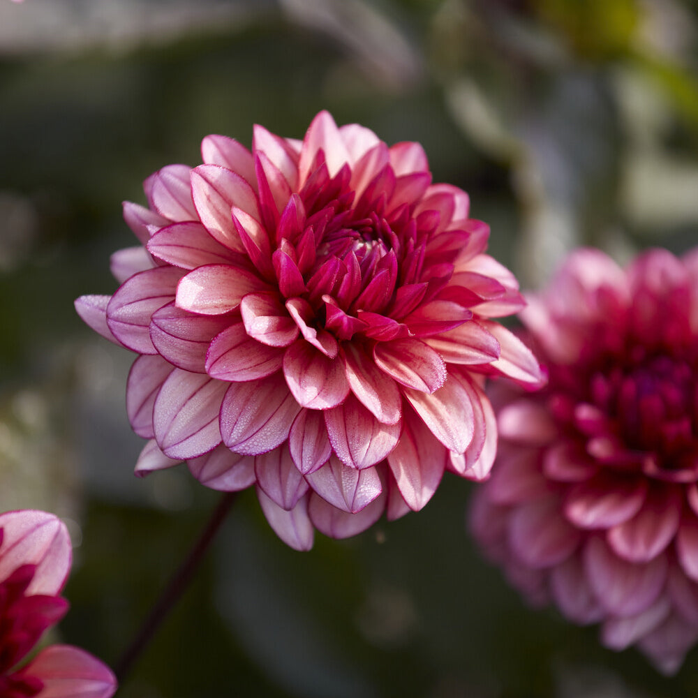 Dahlia Molly Raven - Kleinbloemige dahlia 'Molly Raven' - Dahlia 