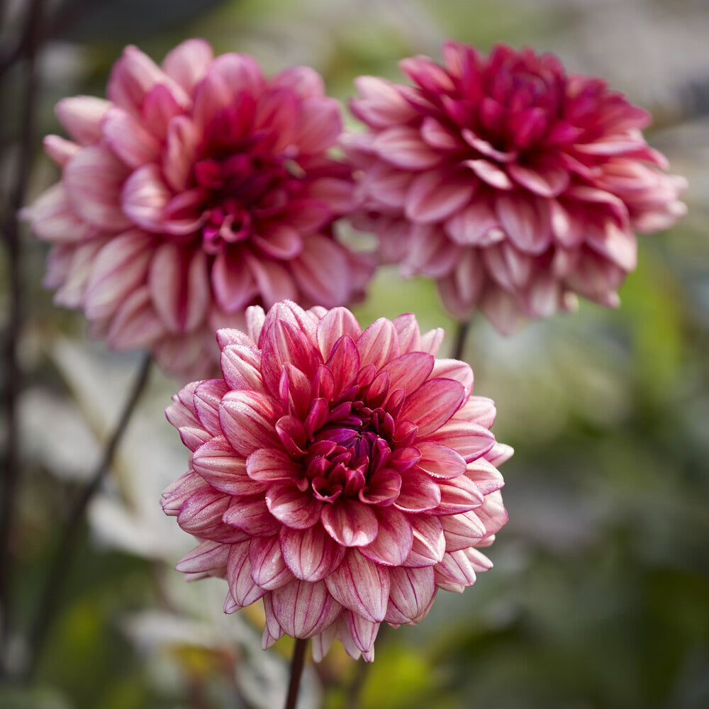 Kleinbloemige dahlia 'Molly Raven' - Bakker