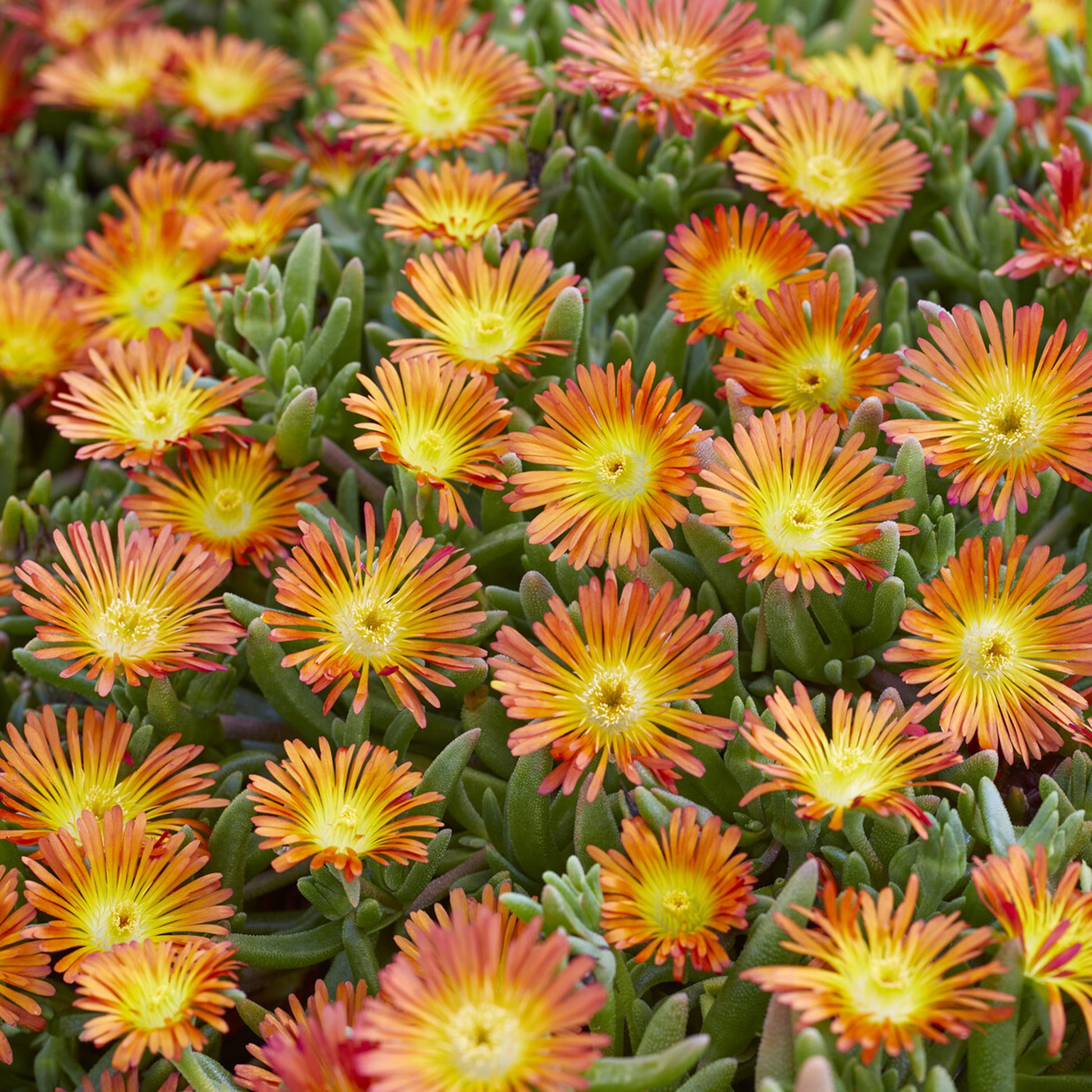 Delosperma Wheels of Wonder® Orange - Ijsbloem 'Orange Wonder'® - Delosperma