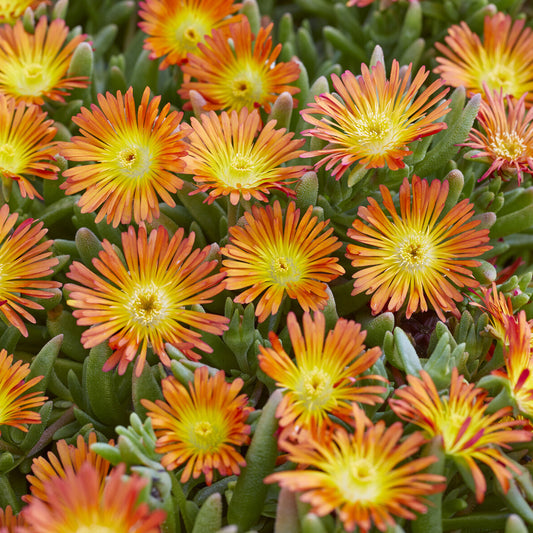 Ijsbloem 'Orange Wonder'® - Bakker