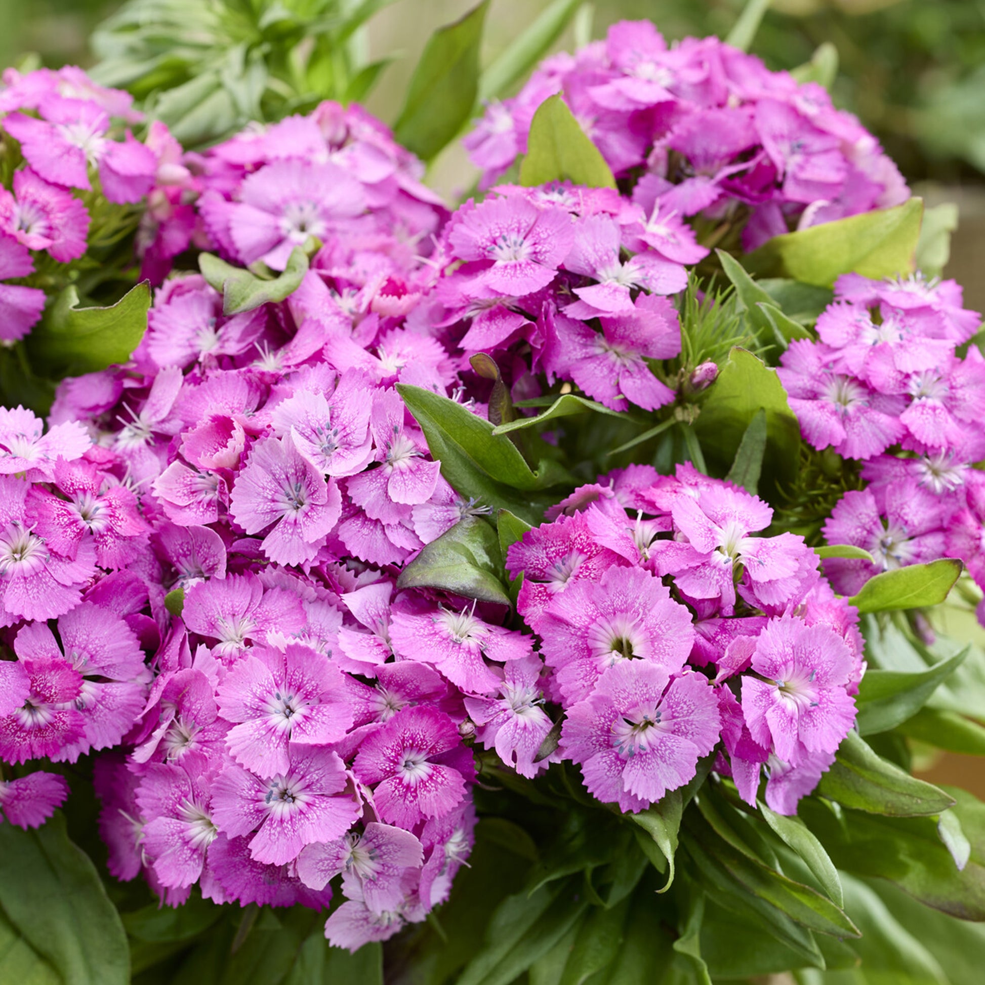 Dianthus barbatus Barbarini Pink - Roze Dichteres Anjer - Anjers - Dianthus