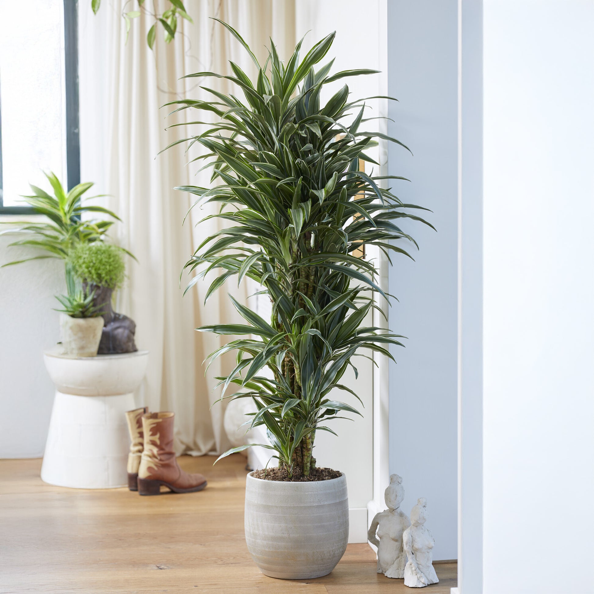 Dracaena Warneckei / Drakenbloedboom - Bakker