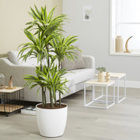 Dracaena fragrans Lemon Lime - Dracaena 'Lemon Lime / / Drakenbloedboom - Dracaena