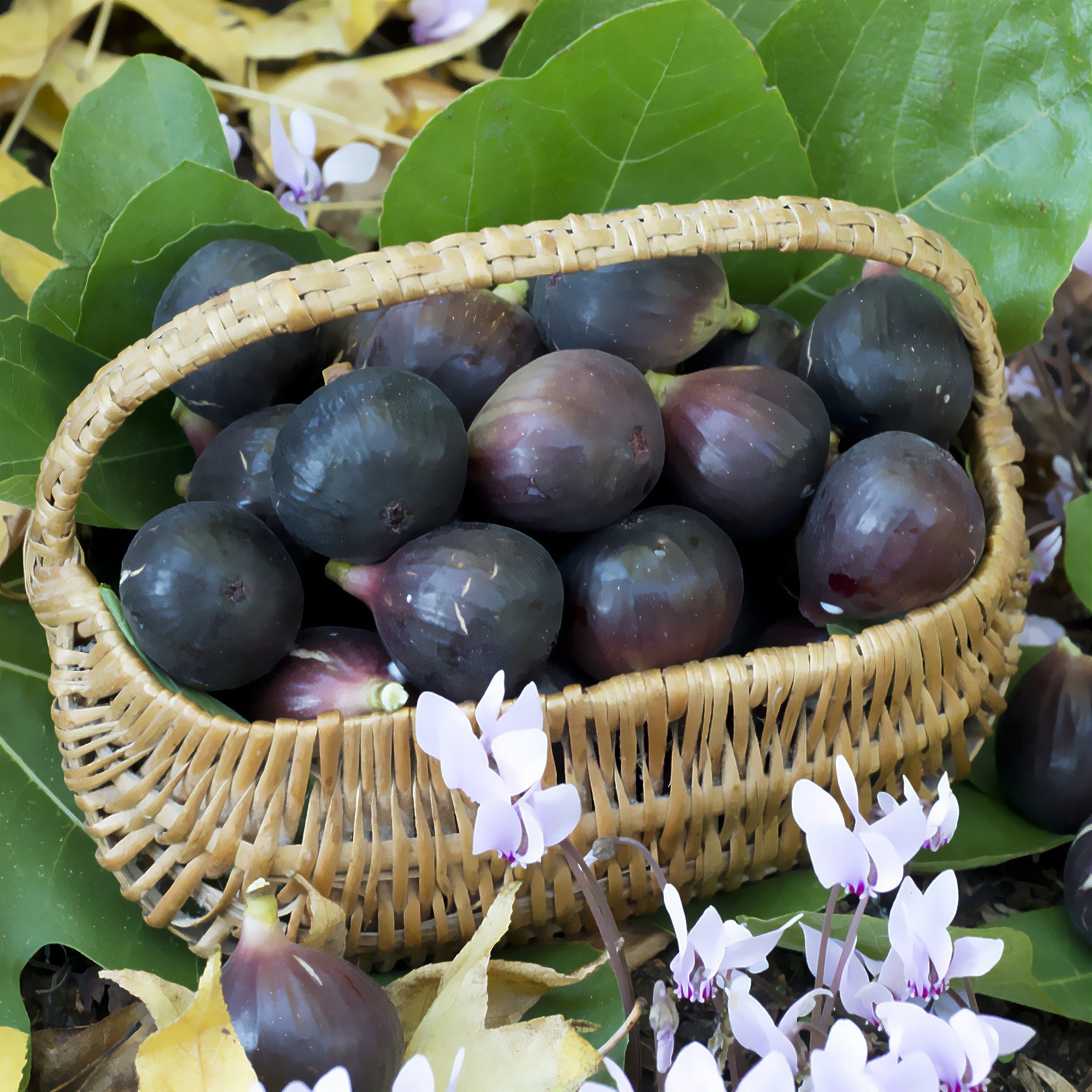 Ficus carica Noire de Caromb - Rode vijg - Vijgenbomen