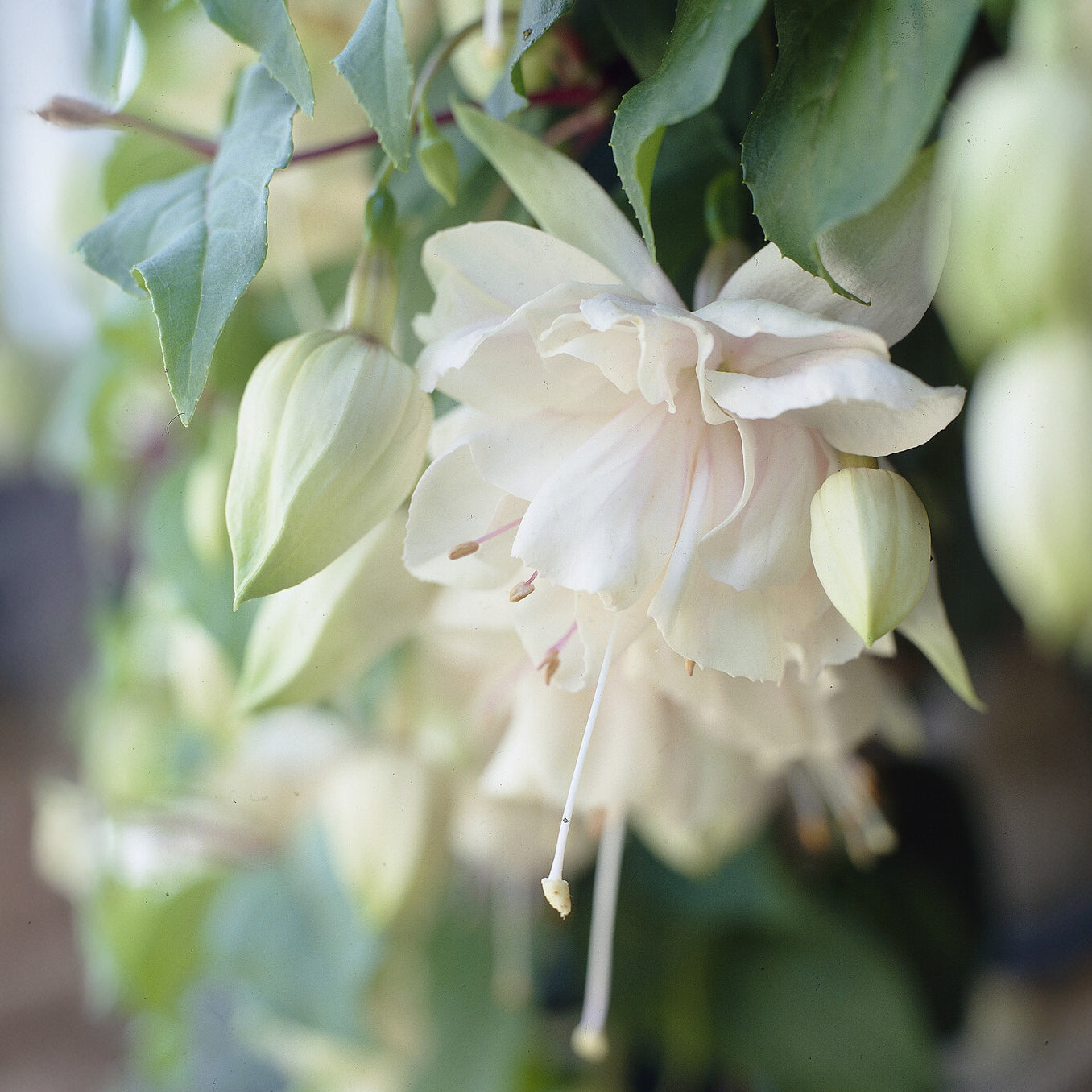 Fuchsia 'Pink Marshmallow' / Bellenplant - Bakker