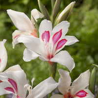 Gladiolus nanus Prins Claus (x15) - Gladiolus nanus Prins Claus - Bakker