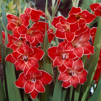 Gladiolus primulinus Atom - Gladiolus primulinus Atom kleinbloemig (x15) - Gladiolen