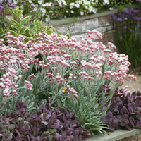 Helichrysum amorginum Ruby Cluster ® - Kerrieplant 'Ruby Cluster' - Vaste planten