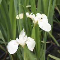 Iris pseudacorus 'Alba' / Witte lis - Bakker