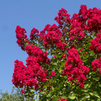 Lagerstroemia indica Dynamite - Indiase sering dynamiet - Indische sering