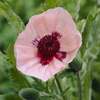 Oosterse klaproos Karine - Papaver orientale Karine - Bakker