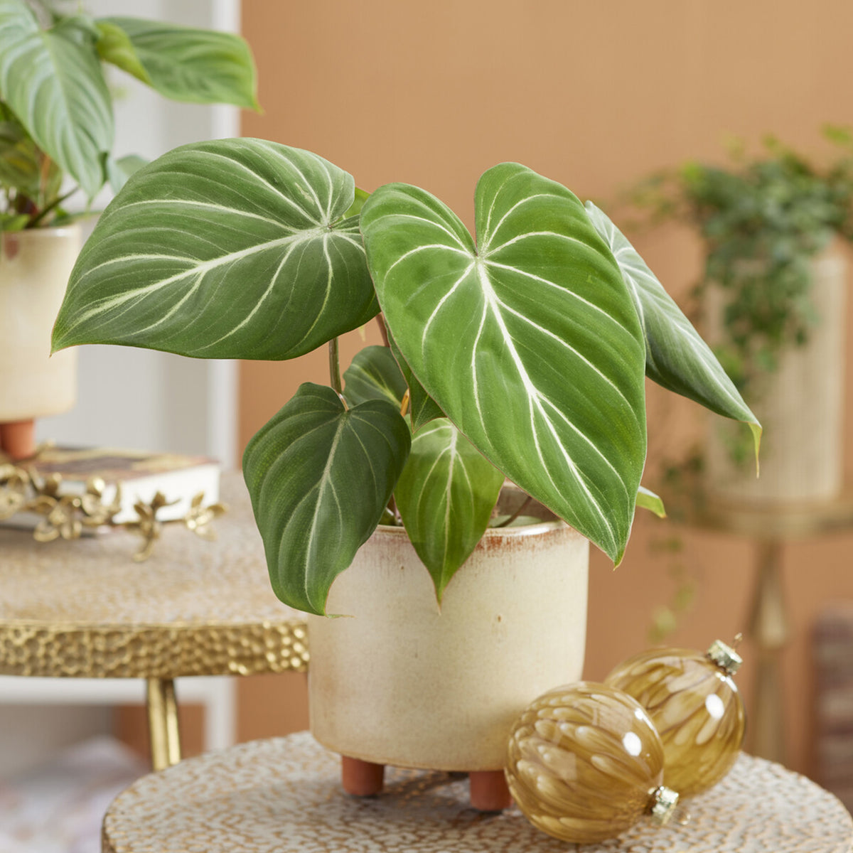 Philodendron Gloriosum - Philodendron Gloriosum - Philodendron