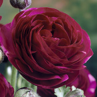 Ranonkel Pauline Violet (10x) - Ranunculus Pauline Violet - Bakker