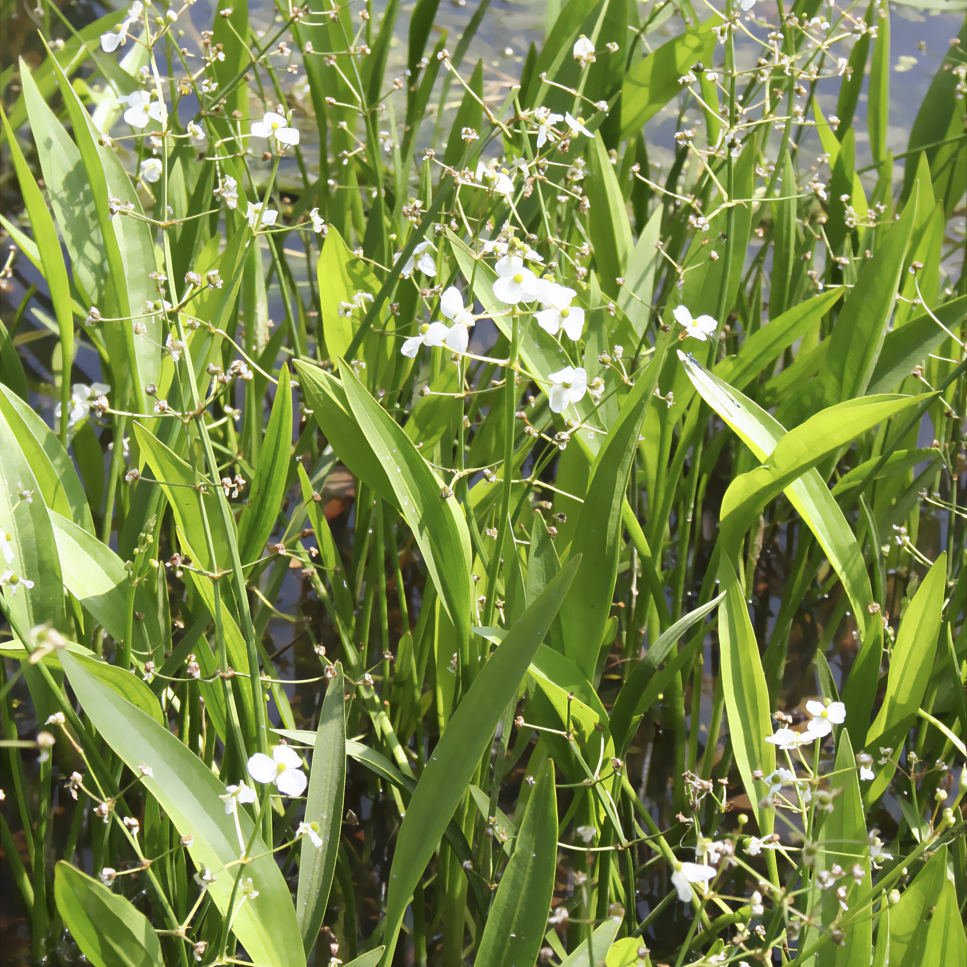 Oeverplanten - Smalbladig pijlkruid - Sagittaria graminea