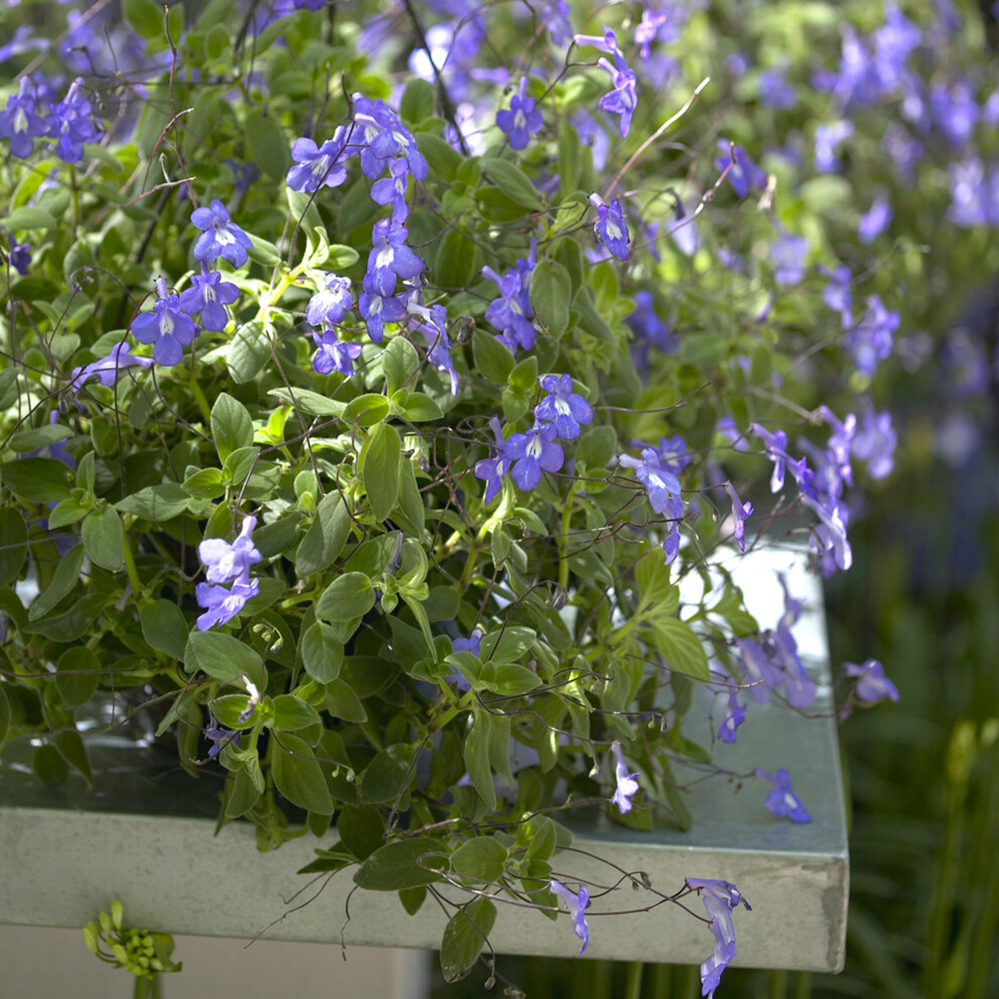 Streptocarpus saxorum - Kaapse primula - Balkon- en terrasbloemen