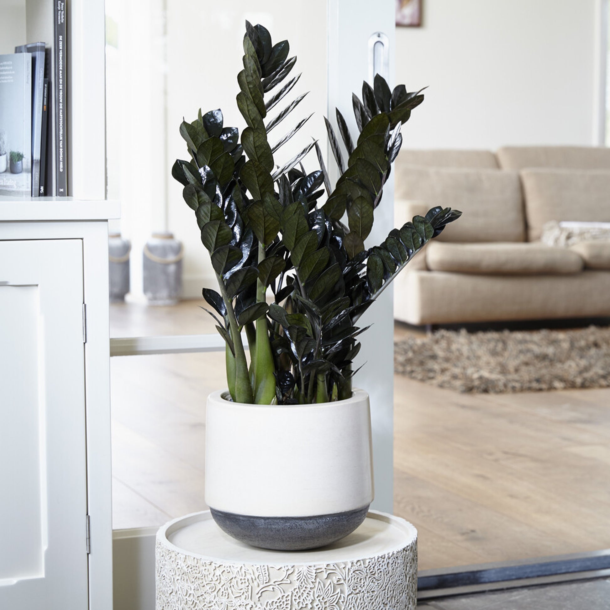 Zamioculcas 'Raven' - Zamioculcas zamiifolia Raven - Bakker