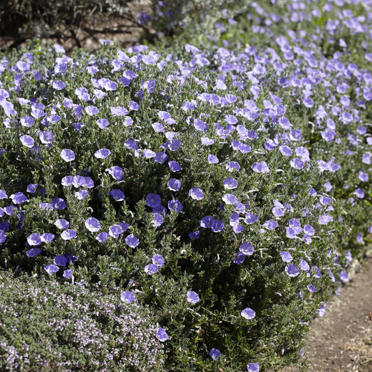Convolvulus compact / Winde - Bakker