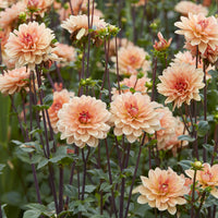 Dahlia Apricot Desire - Dahlia Apricot Desire - Bakker