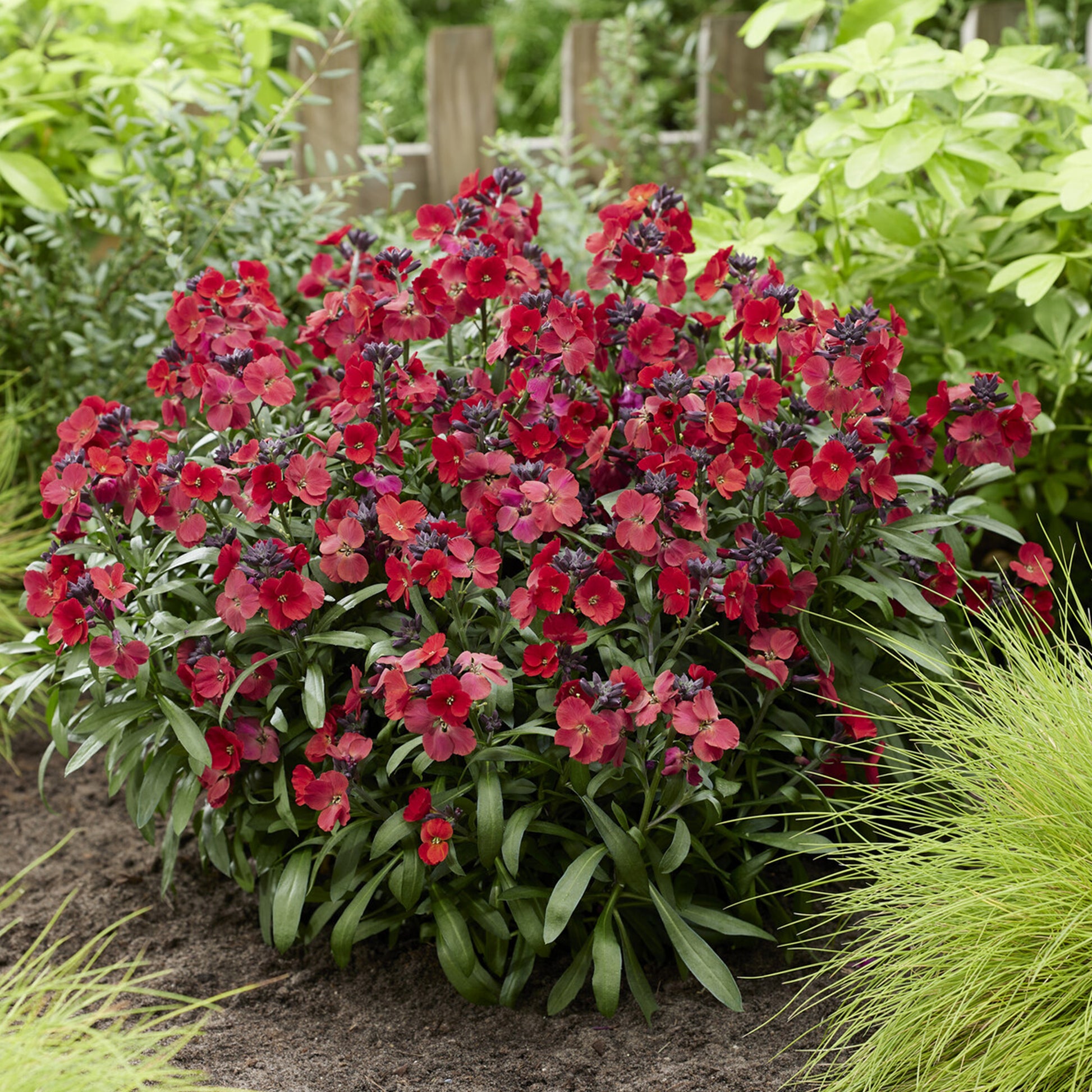 Erysimum Colour Vibe Red ® - Muurbloem 'Colour Vibe Red®' - Balkon- en terrasbloemen