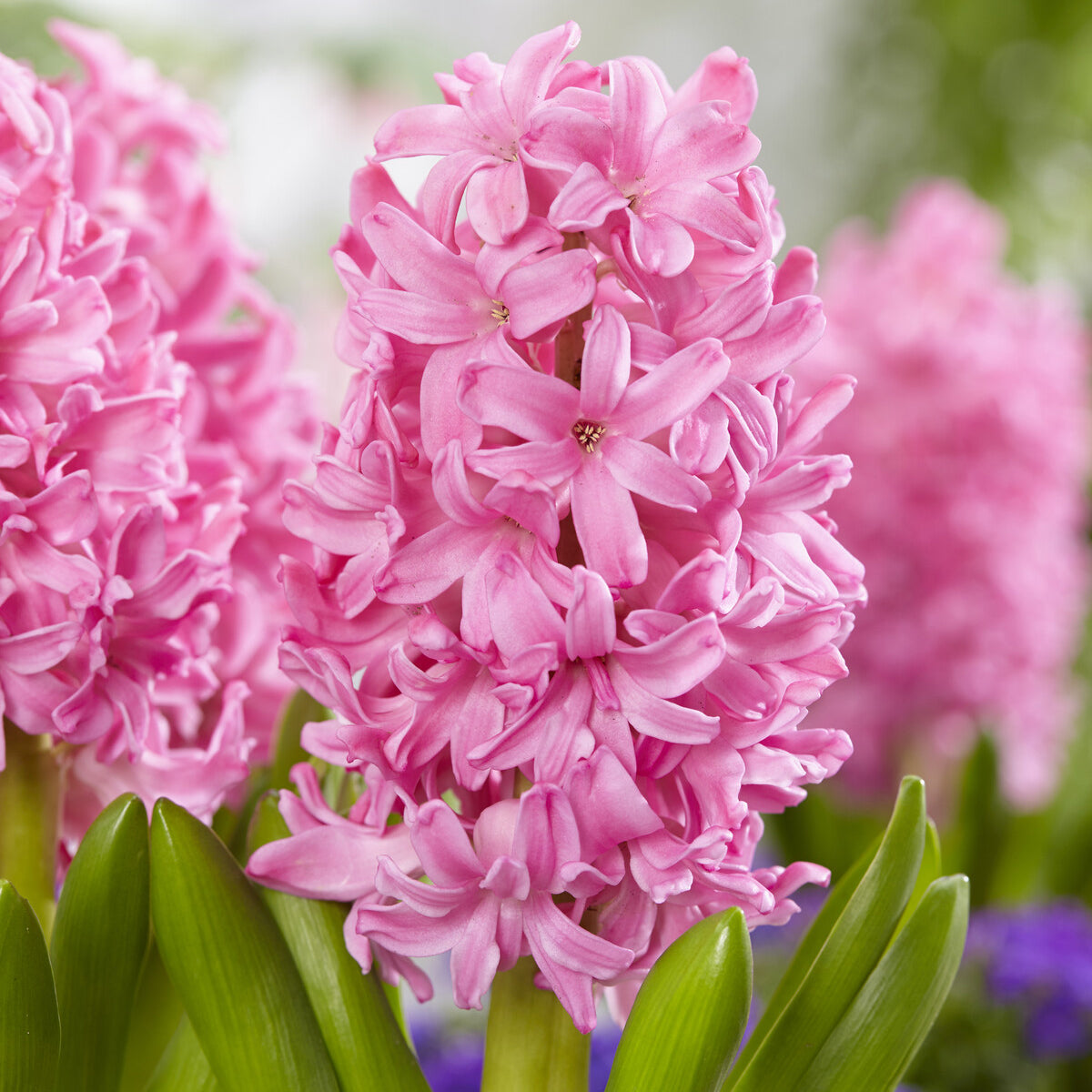 Hyacint Pink Pearl - Bakker