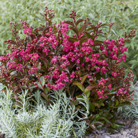 Indische sering Berry Dazzle® - Lagerstroemia indica Berry Dazzle® - Bakker