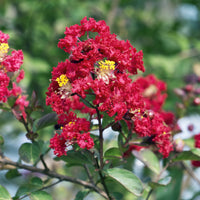 Indische sering Red Rocket - Lagerstroemia indica Red Rocket - Bakker