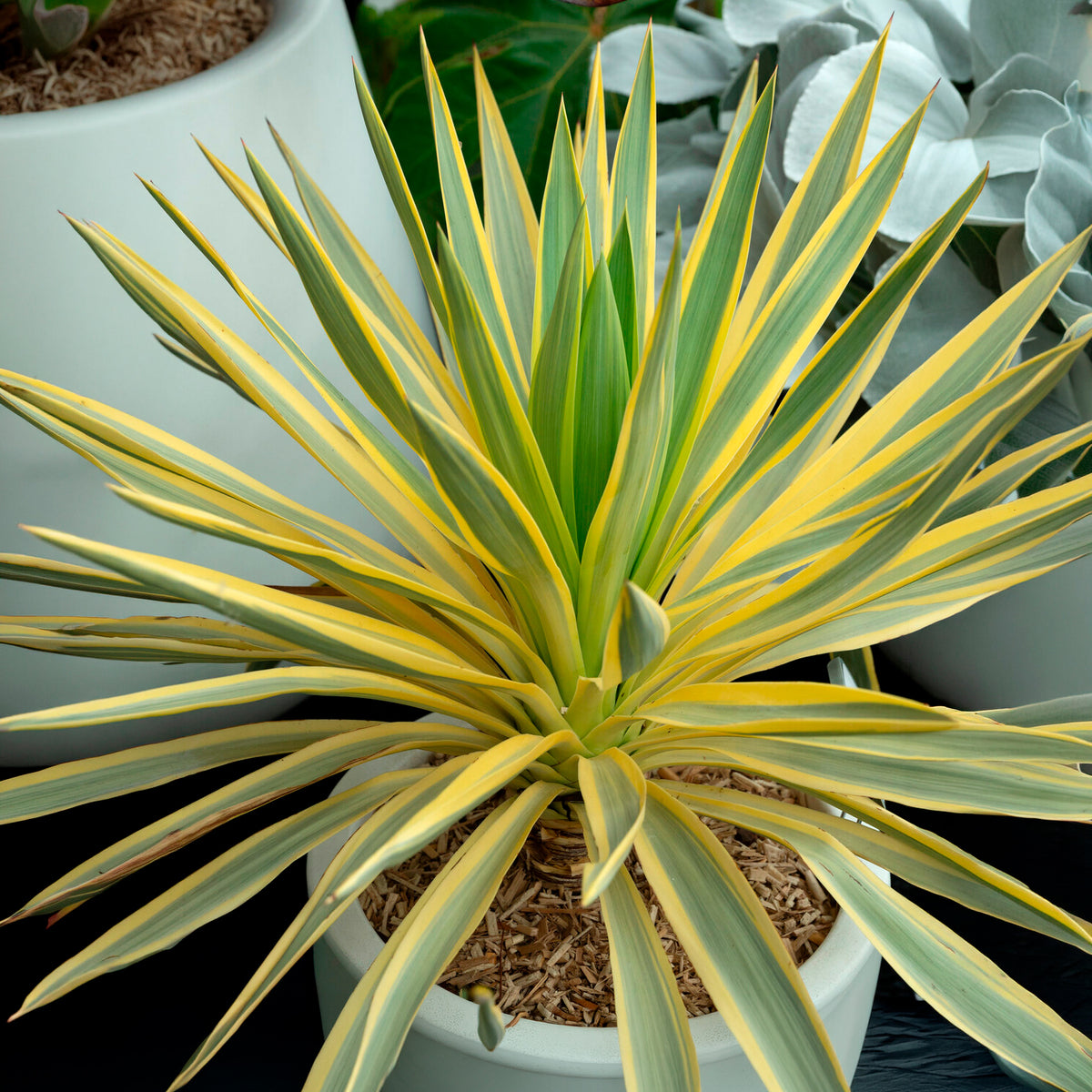 Yucca filamentosa Citrus twist® / Palmlelie - Yucca gloriosa Citrus Twist ® - Bakker
