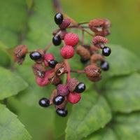 Japanse peperboom - Zanthoxylum piperitum - Bakker