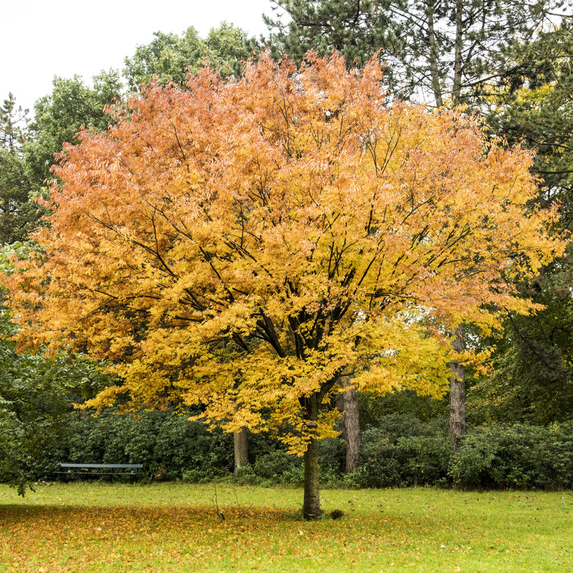 Bomen - Japanse zelkove / Japanse schijniep - Zelkova serrata