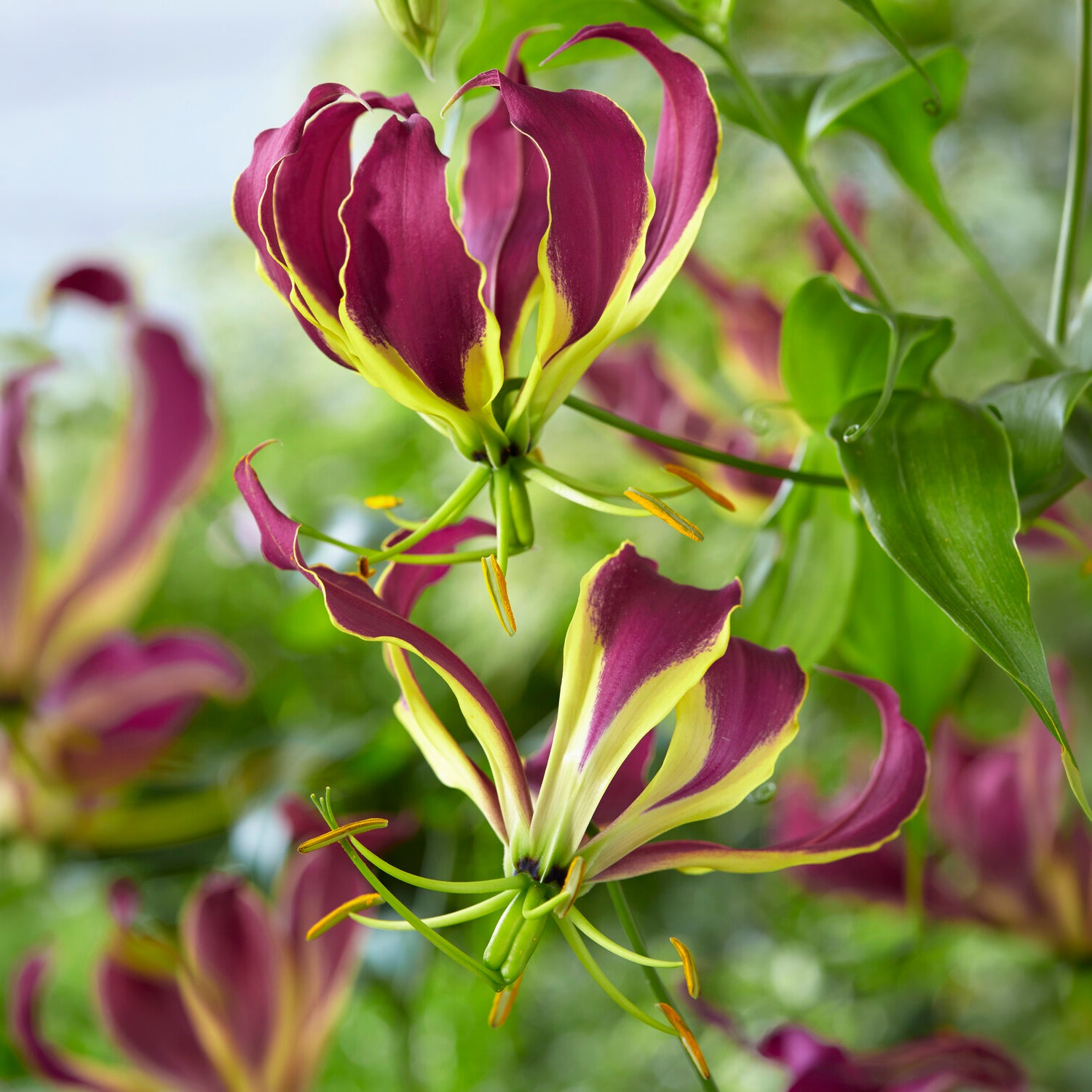 Gloriosa Carsonii / Klimlelie - Bakker