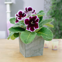 Gloxinia Kaiser Wilhelm - Bakker