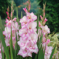 Gladiool My Love - Bakker