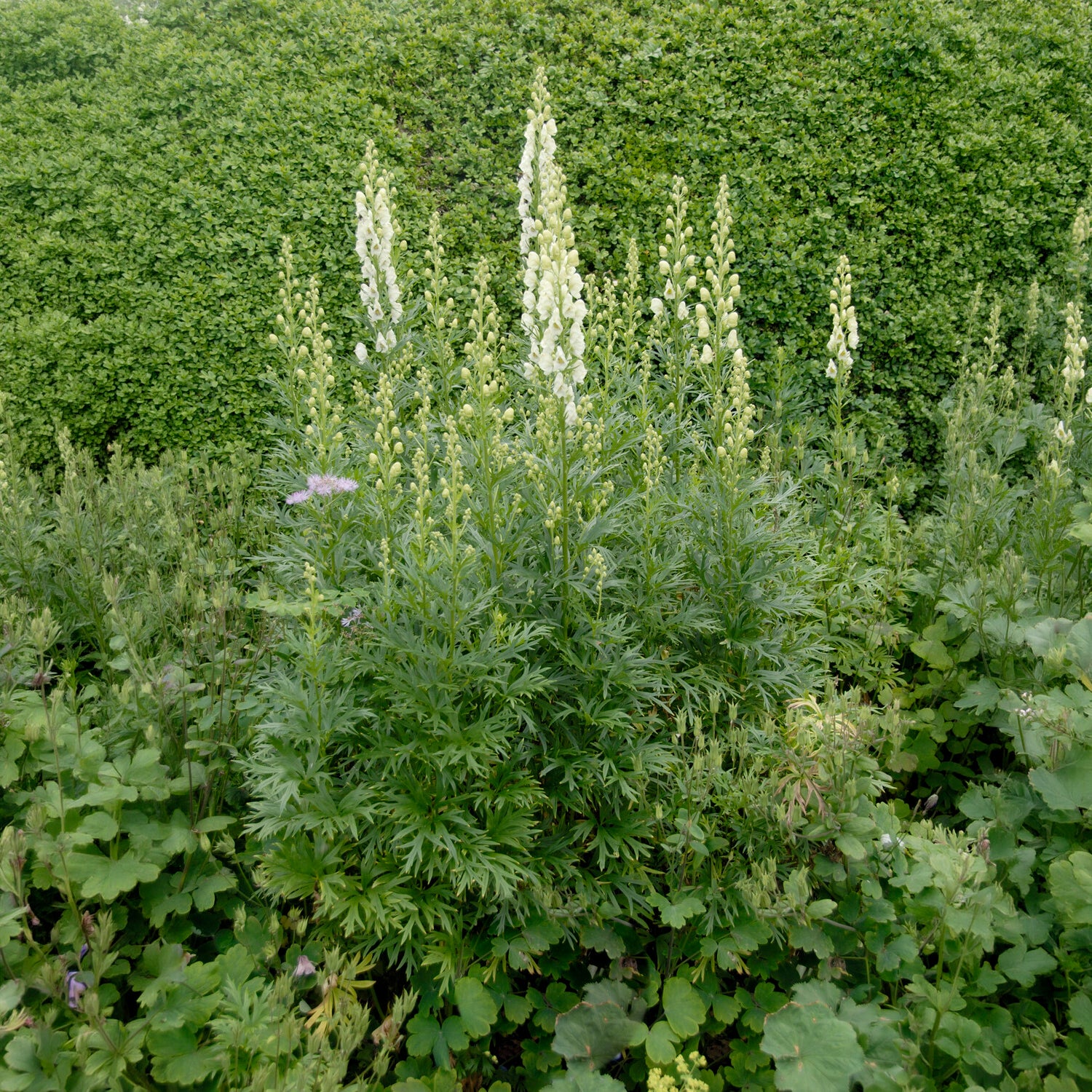 Monnikskap - Aconitum napellus Album - Bakker
