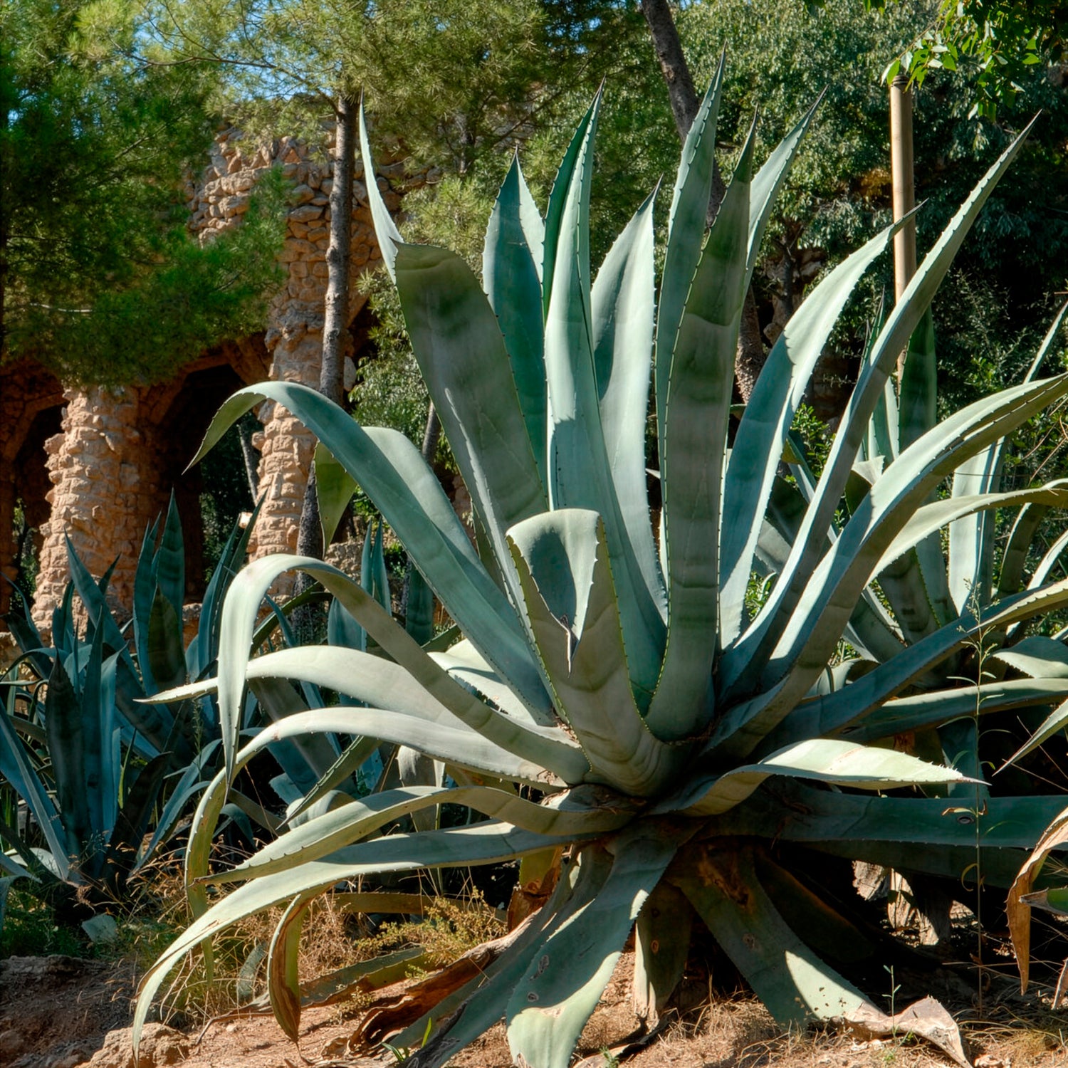 Agave americana - Amerikaanse agave