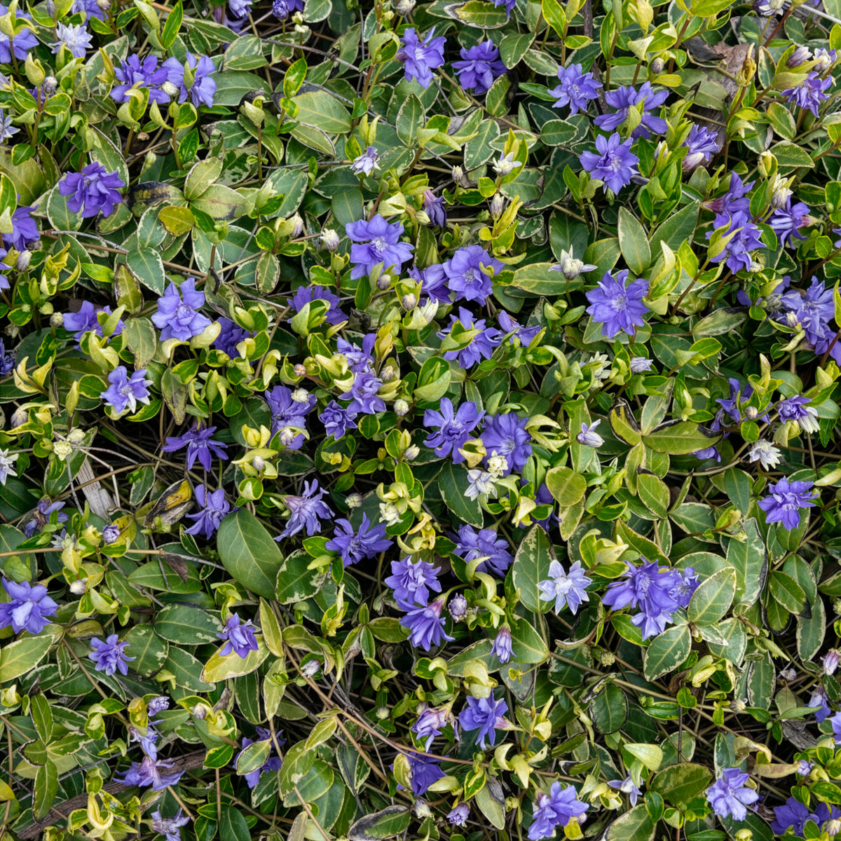Vinca - Grote maagdenpalm Variegata - Vinca major Variegata