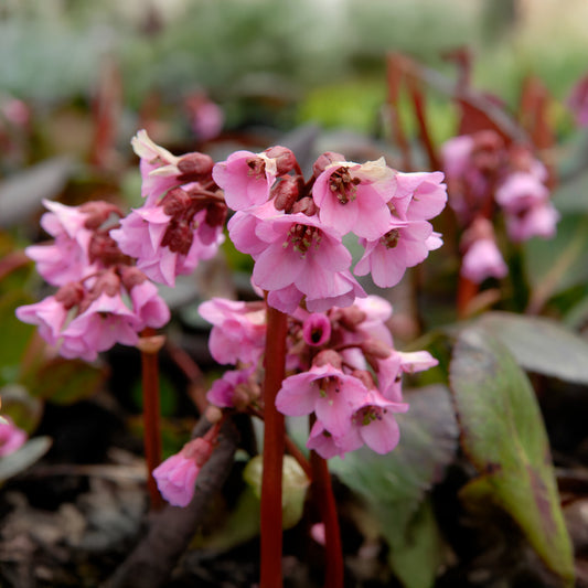 Schoenlappersplant Bach - Bakker