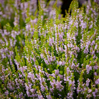 Verkoop Struikheide Winter Chocolate