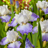 Baardiris Alizés - Iris germanica Alizés - Bakker