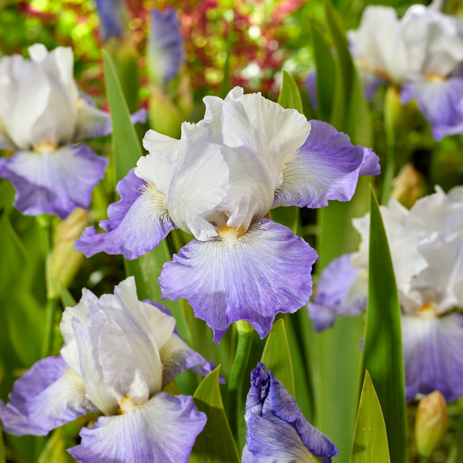 Baardiris Alizés - Iris germanica Alizés - Bakker