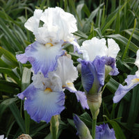 Iris germanica Alizés - Baardiris Alizés - Iris germanica - Duitse iris