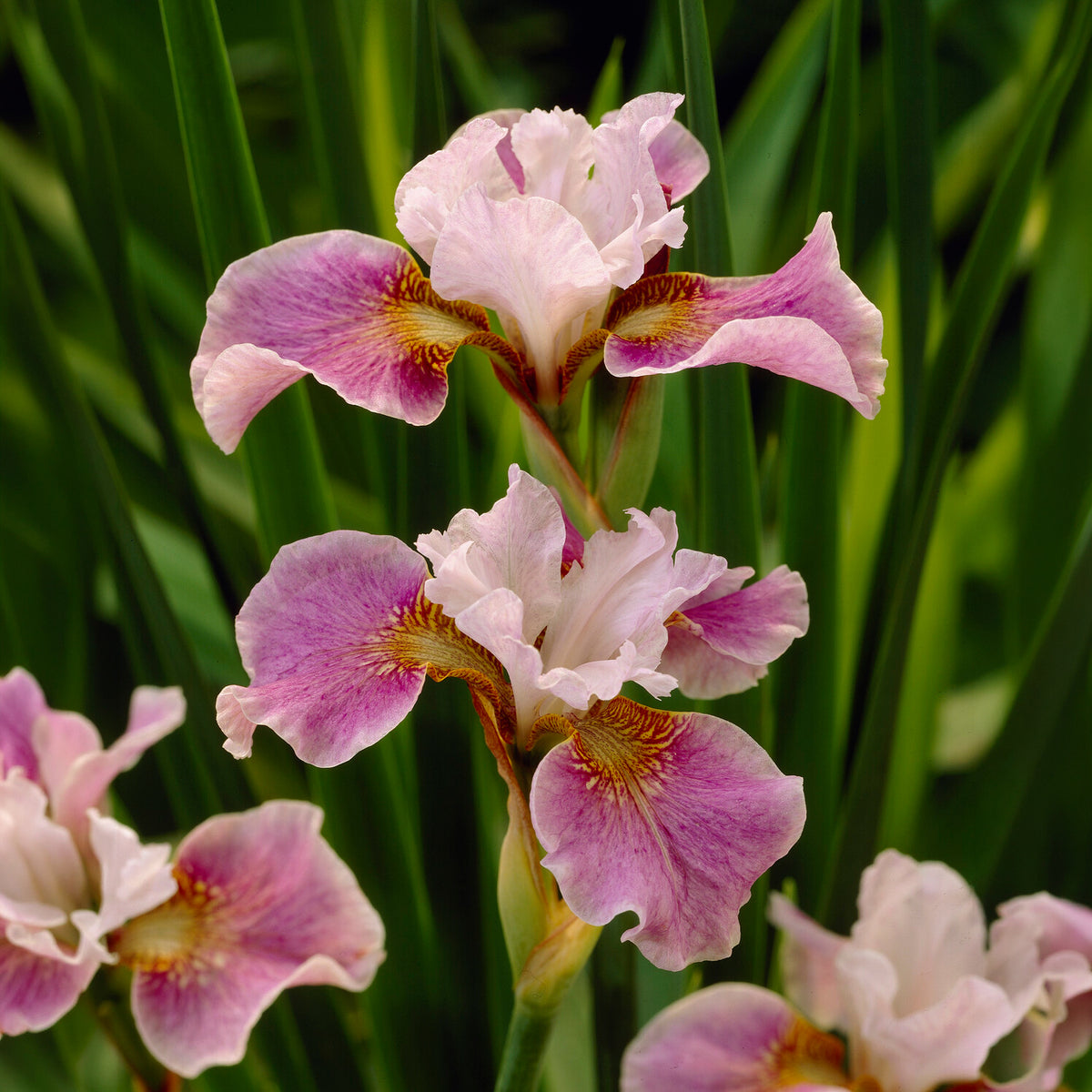 Siberische lis Dance Ballerina Dance - Iris sibirica Dance Ballerina Dance - Bakker