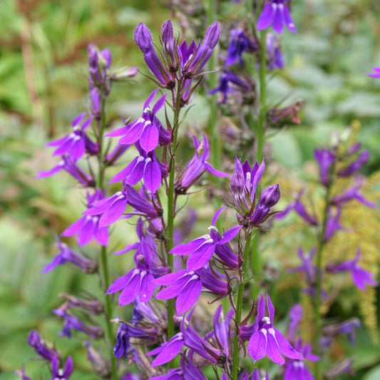 Vaste lobelia - Bakker