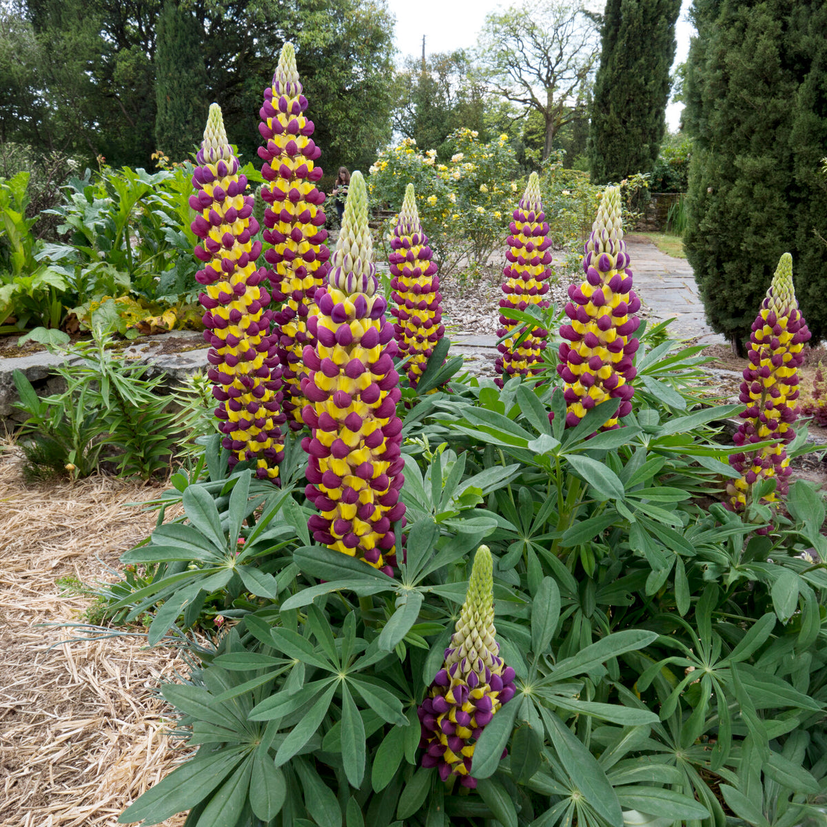 Lupine Manhattan Lights® - Lupinus Manhattan Lights® - Bakker