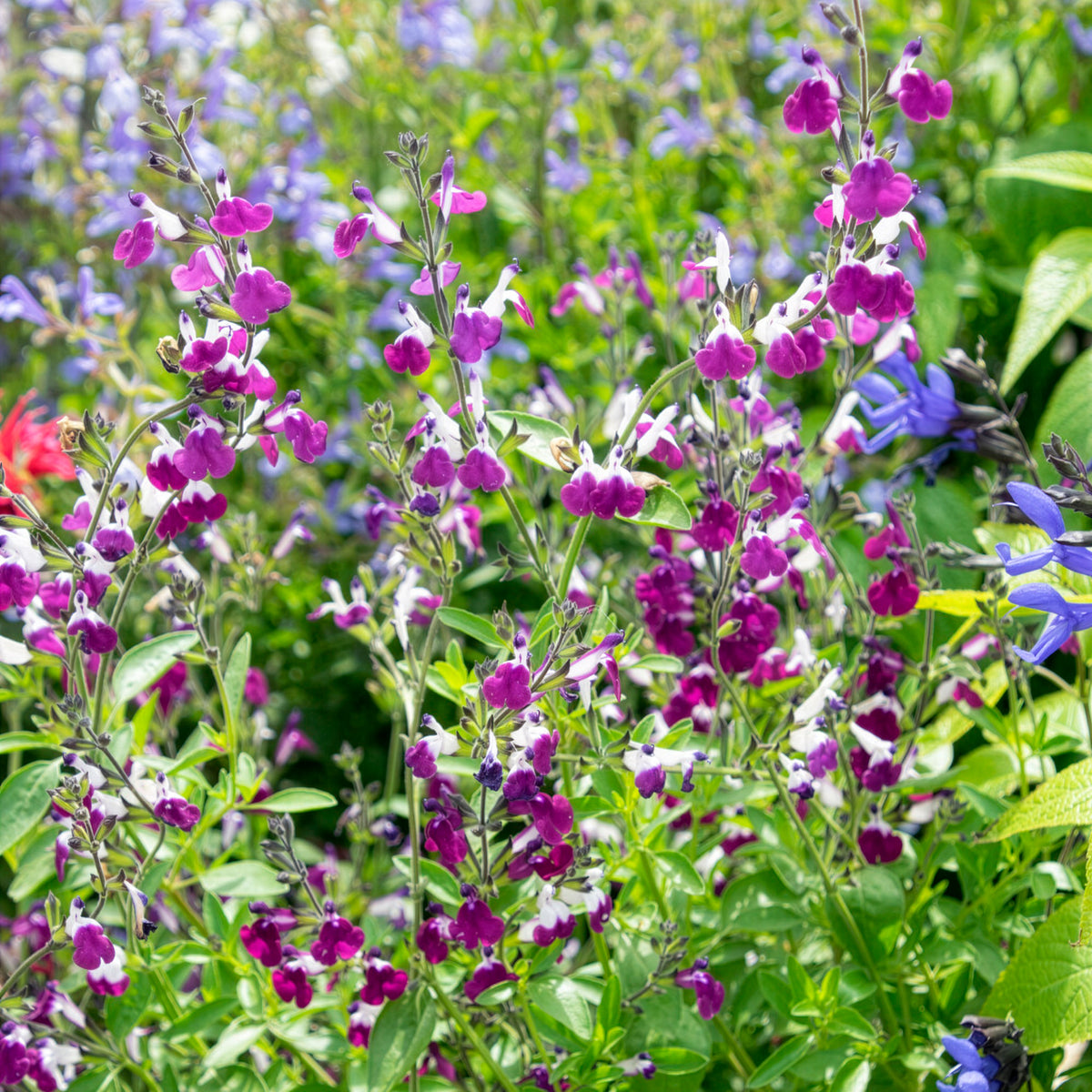 Herfstsalie Amethyst Lips - Salvia greggii Amethyst Lips - Bakker