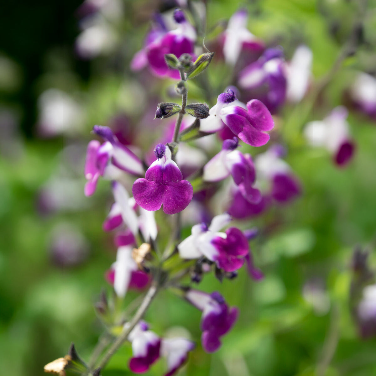 Herfstsalie Amethyst Lips - Bakker